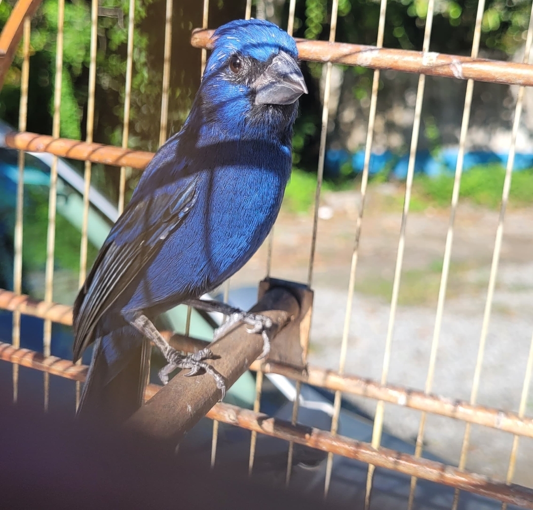 GCM intercepta transporte ilegal de azulão, ave ameaçada de extinção