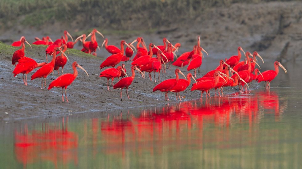 Pesquisa mede impacto do lixo no mangue de Cubatão e acende alerta para o guará-vermelho