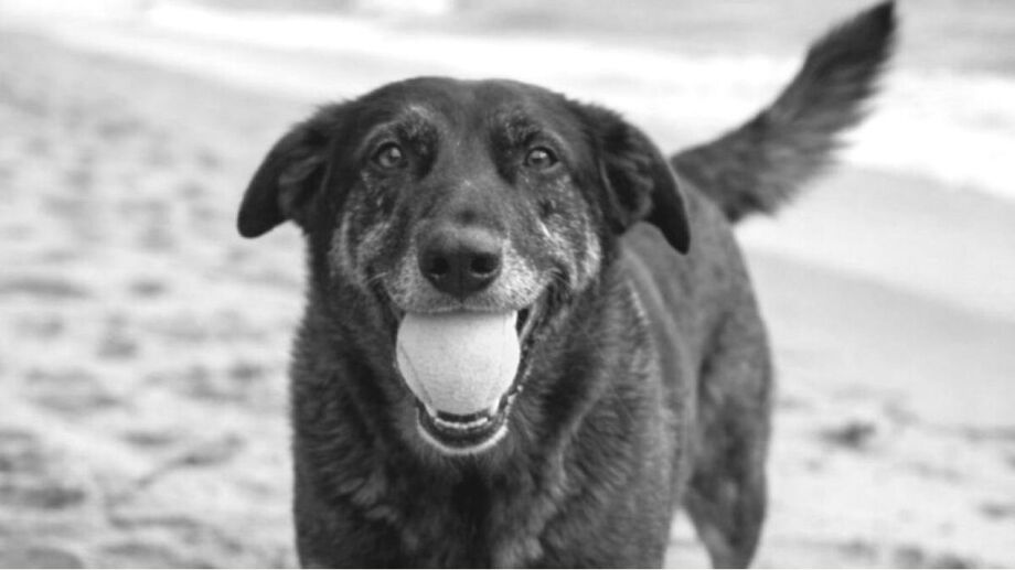 Moradores de Santos fazem caminhada por justiça ao cão Orelha