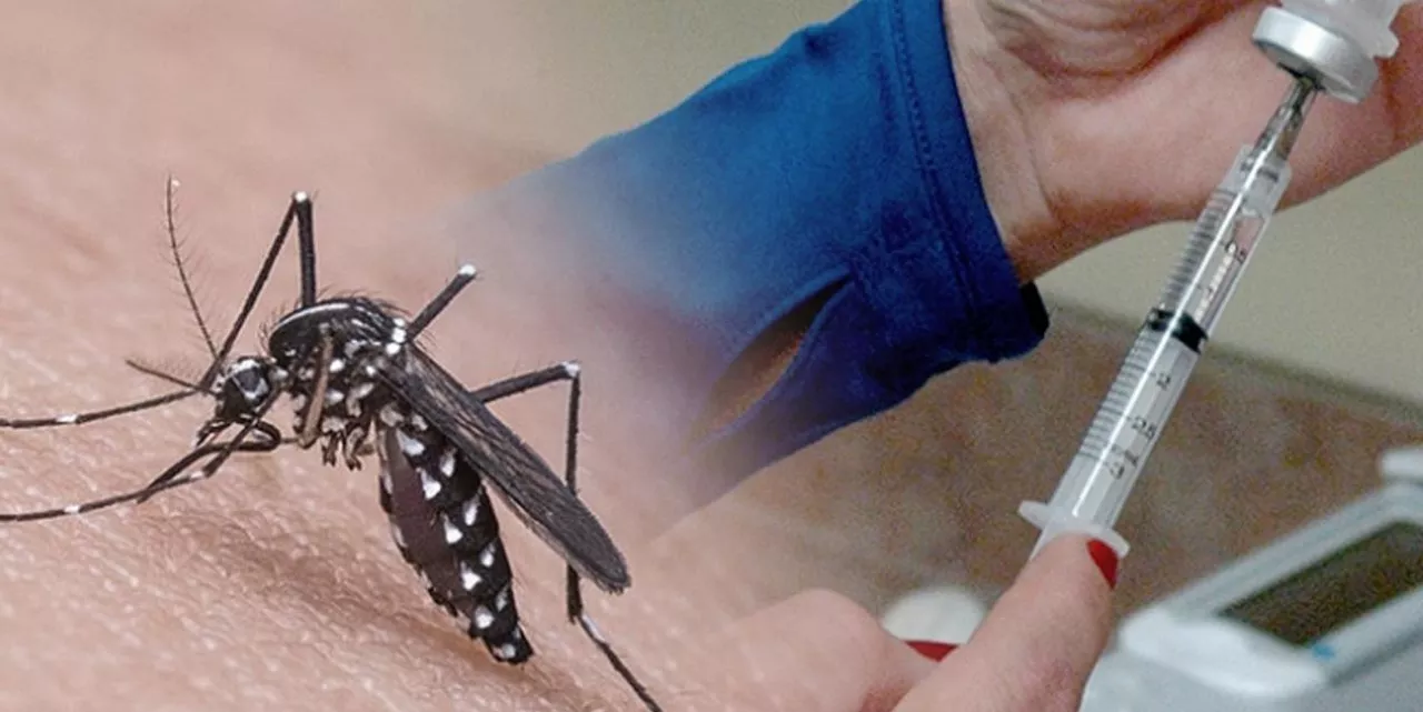 Confira os números da dengue e chikungunya em Cubatão até 19 de fevereiro