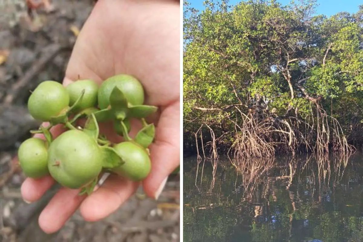 Árvore exótica encontrada em Cubatão acende alerta ambiental no litoral de SP