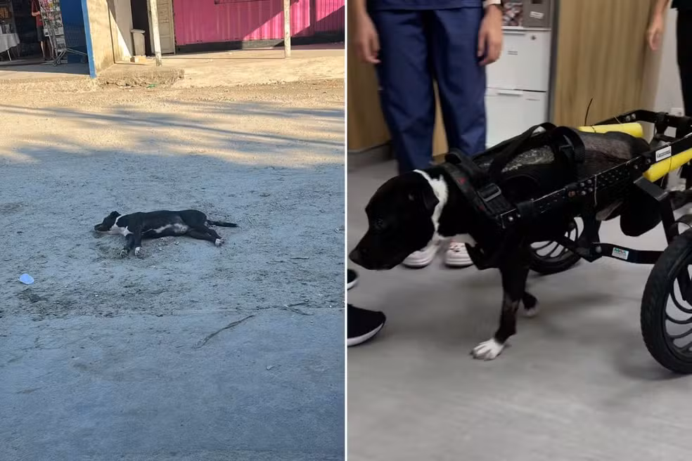 Cachorro atropelado e abandonado em rua de Cubatão é resgatado por veterinária