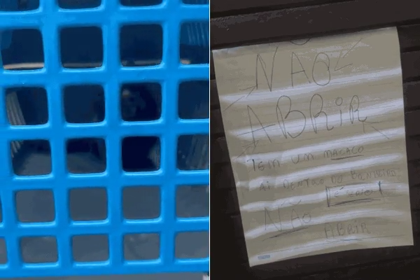 Homem abriga macaco em banheiro de casa até chegada do resgate em Praia Grande