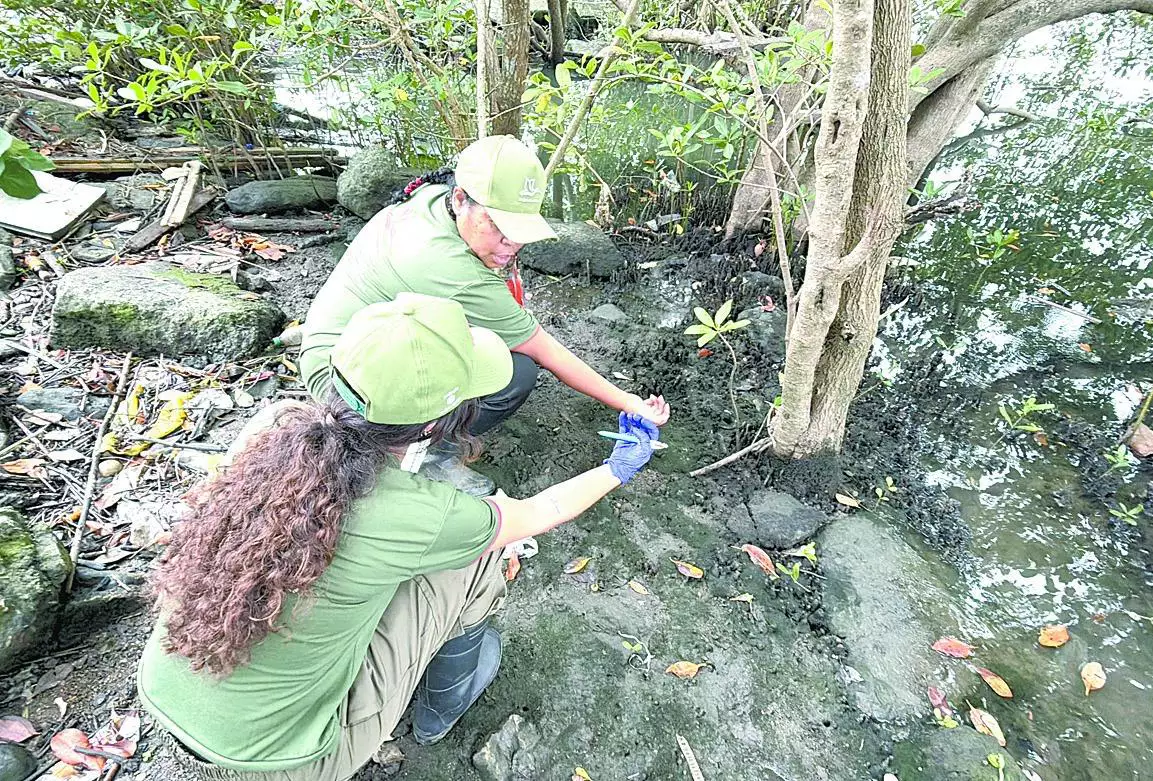 Projeto Guará Vermelho inicia nova fase de pesquisa ambiental no manguezal do Rio Casqueiro, em Cubatão