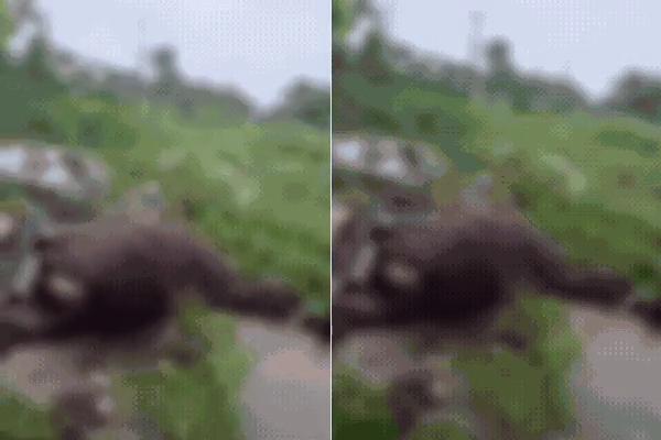 Égua prenha é encontrada sem vida em terreno no Jockey Clube, em São Vicente