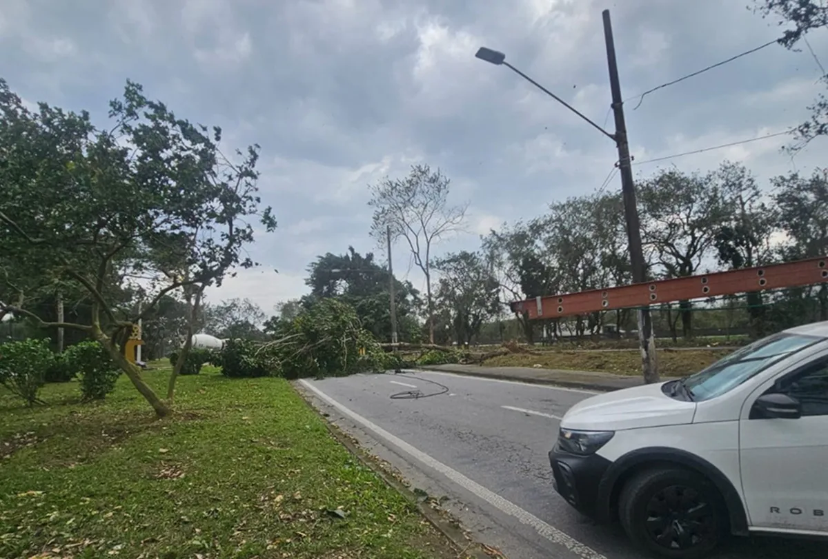 Ventania derruba árvores, interdita avenida e afeta aulas em Cubatão