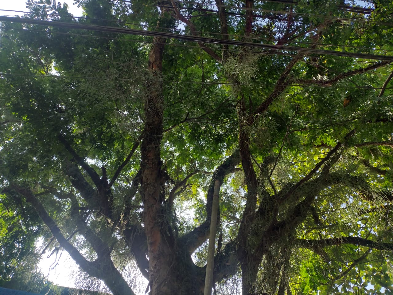 Cubatão aposta em árvores para enfrentar calor extremo e chuvas mais intensas