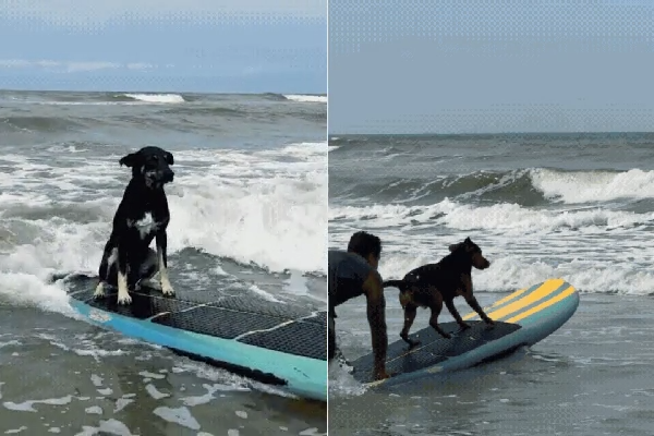 Do abandono às ondas: cães resgatados conquistam espaço entre surfistas em Praia Grande