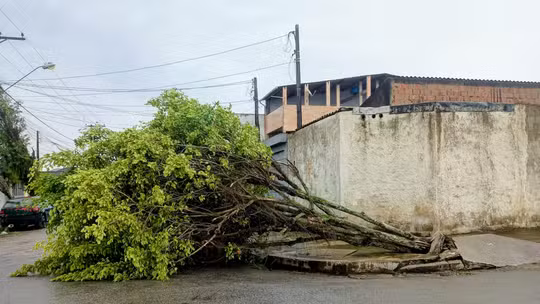 Temporal derruba árvores, atinge moradia e danifica rede elétrica em Cubatão
