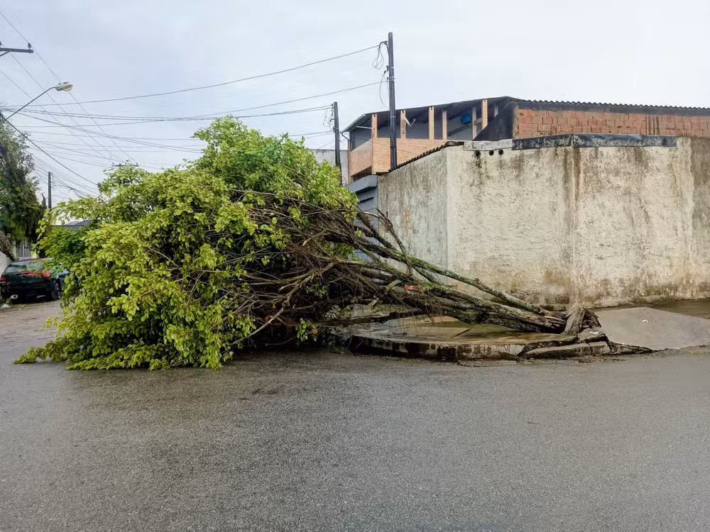 Ventos fortes provocam quedas de árvores e danos em cidades da Baixada Santista
